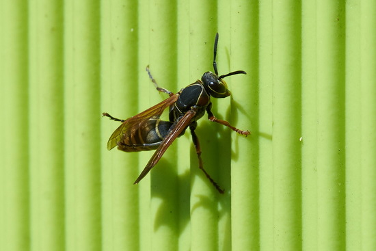 Avispa papelera