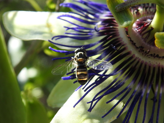 Mosca de las flores