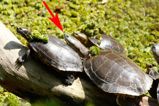 Tortuga de laguna