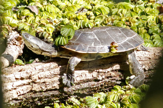 Tortuga de laguna