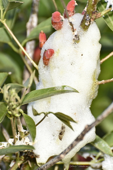 Chicharrita de la espuma