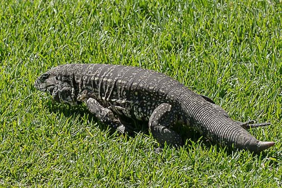 Lagarto overo