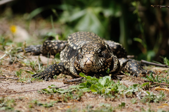 Lagarto overo