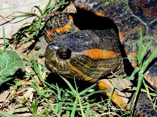 Tortuga pintada