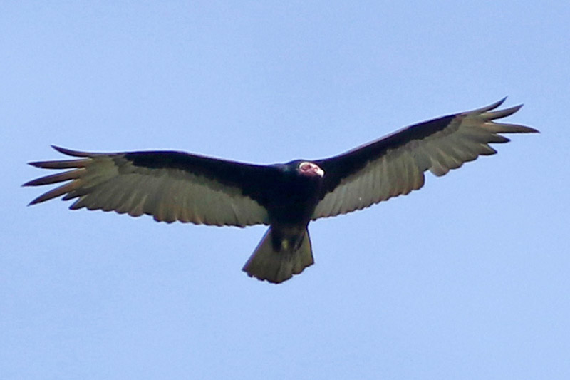 Turkey vulture on the wing