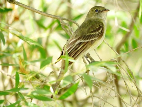 Olivaceous Elaenia