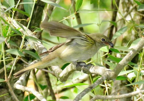 Olivaceous Elaenia