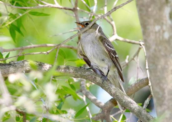 Olivaceous Elaenia