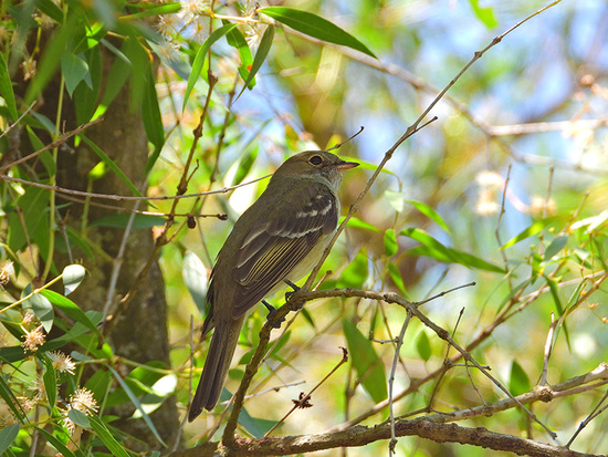 Olivaceous Elaenia