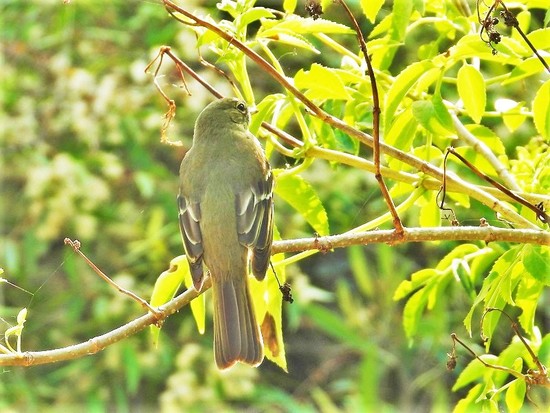 Olivaceous Elaenia