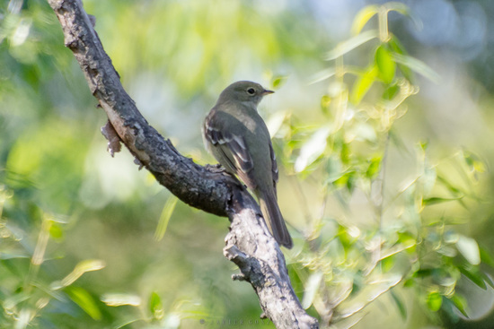Olivaceous Elaenia