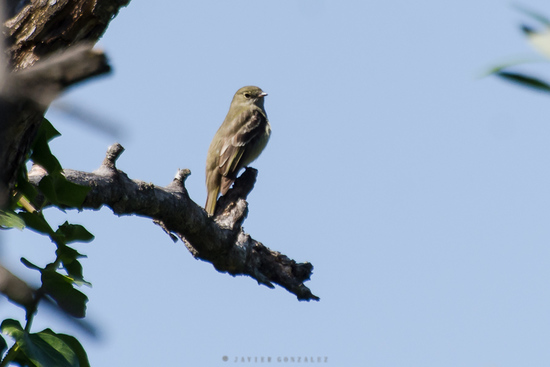 Olivaceous Elaenia
