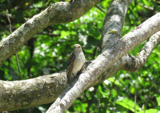 Olivaceous Elaenia