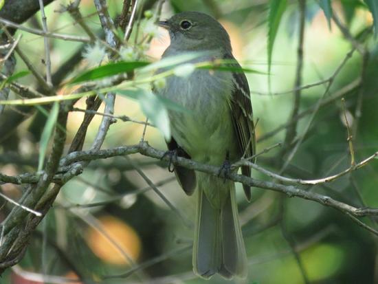 Olivaceous Elaenia
