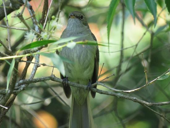 Olivaceous Elaenia