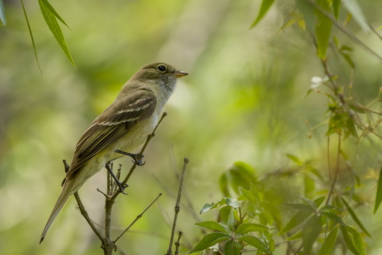 Olivaceous Elaenia
