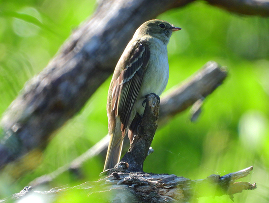 Olivaceous Elaenia
