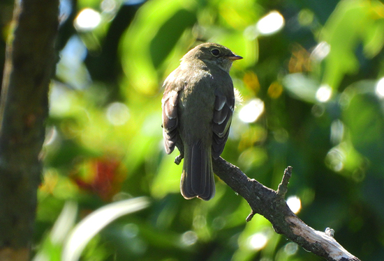 Olivaceous Elaenia