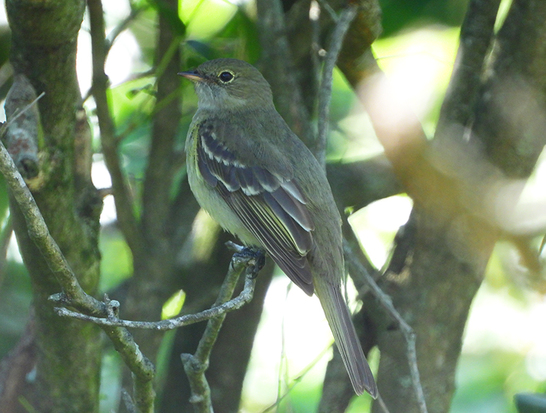 Olivaceous Elaenia
