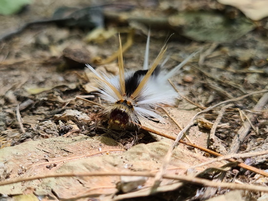 Oruga de penachos