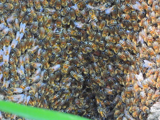 European honey bee