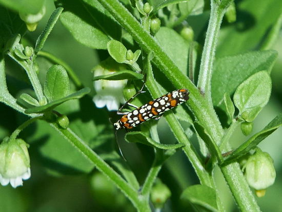 Ailanthus webworm moth