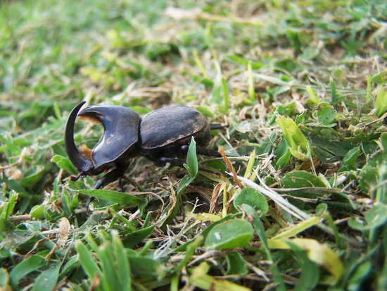 Rhino beetle