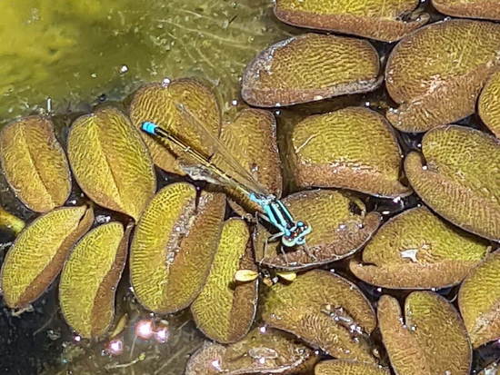 Damselfly/Narrow-winged damselflies