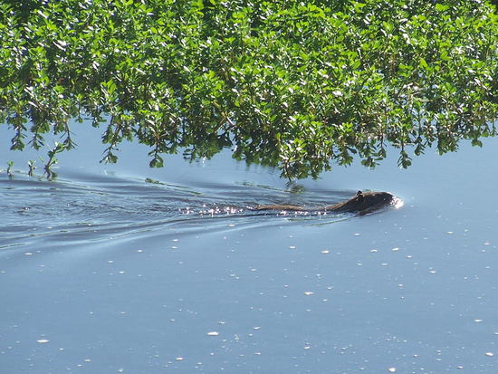 Coypu