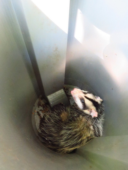 White-eared opossum