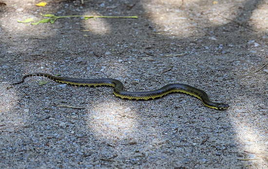 Colubroidean snake