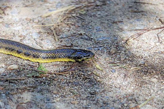 Colubroidean snake