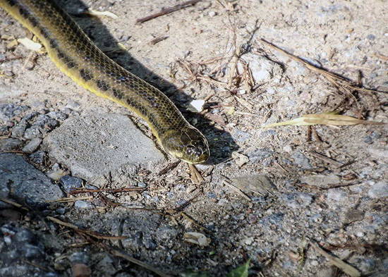Colubroidean snake
