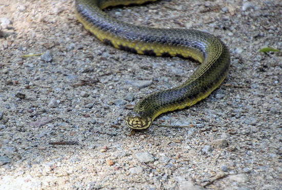 Colubroidean snake