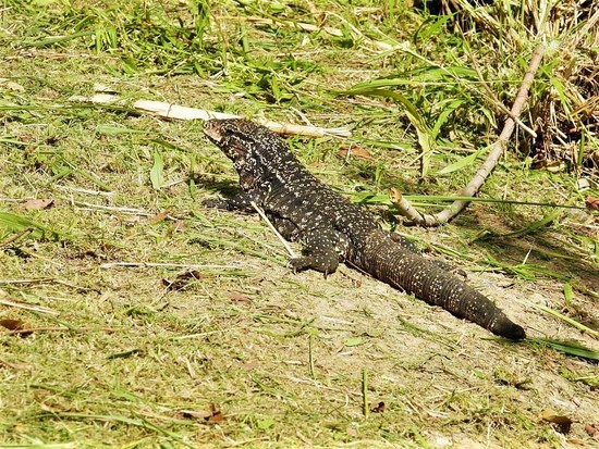 Black-and-white tegu lizard