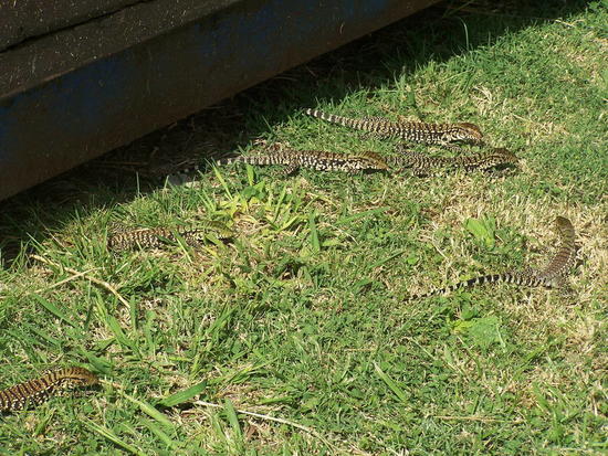 Black-and-white tegu lizard