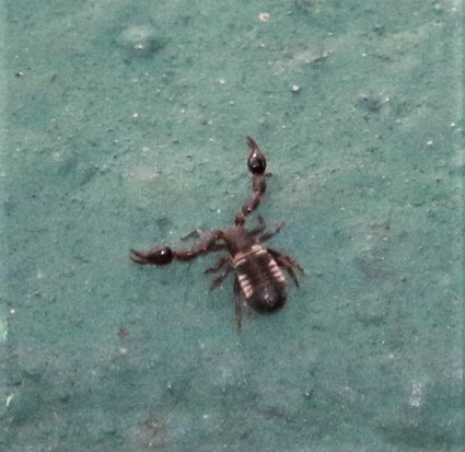 Pseudoescorpión