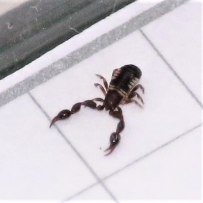 Pseudoescorpión