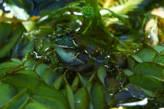 Lesser swimming frog