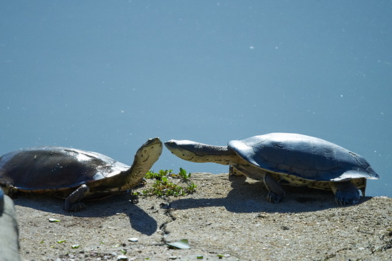 Side-necked turtle