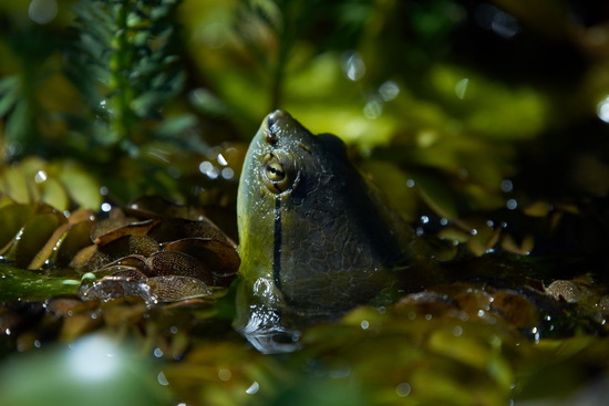Side-necked turtle