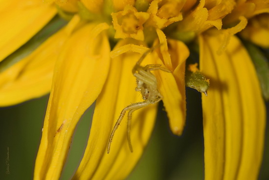 Araña cangrejo