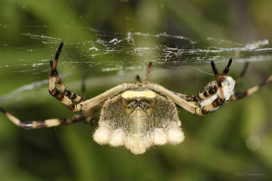Araña tigre