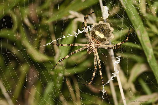 Araña tigre