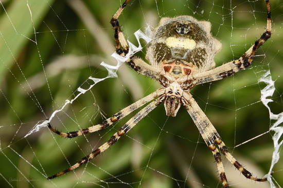 Araña tigre