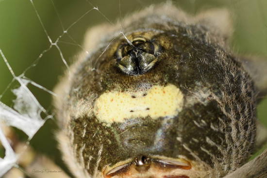Araña tigre
