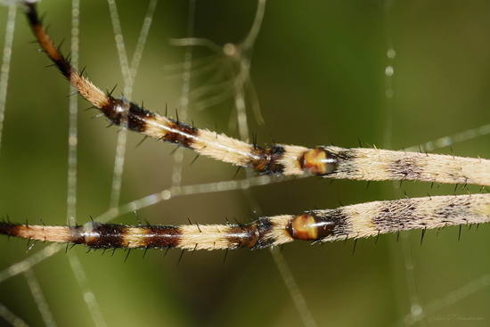 Araña tigre