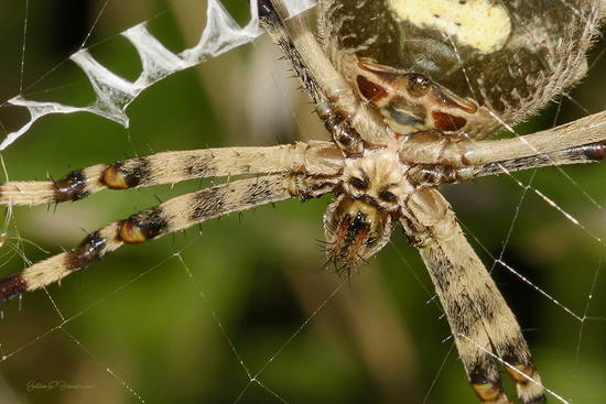Araña tigre