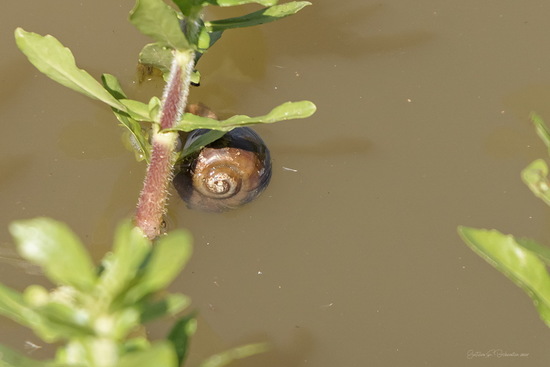 Caracol manzana