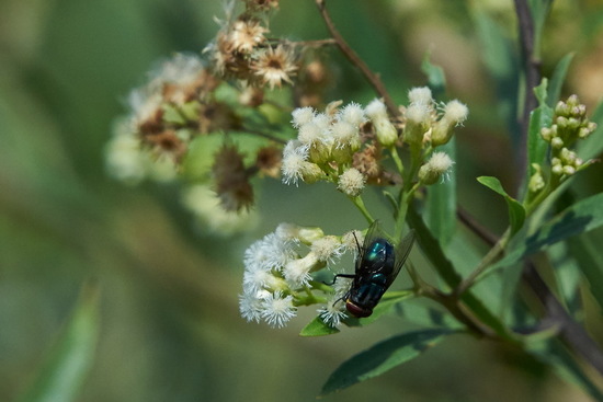 Mosca metalizada